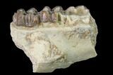 Fossil Horse (Mesohippus) Jaw Section - South Dakota #140898-1